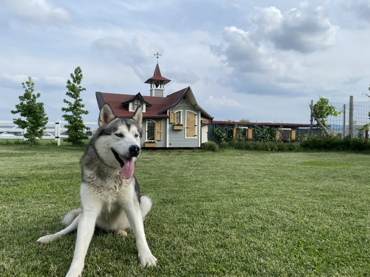 Husky malamute seduto davanti a una grande casetta grigia con campanile.