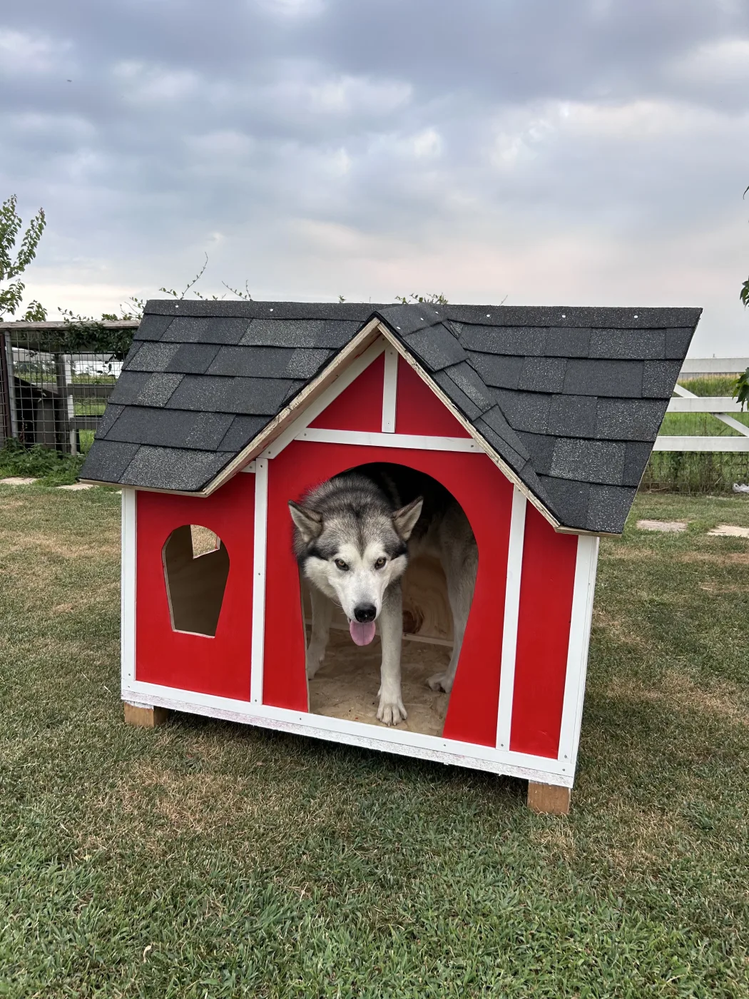 Husky malamute che esce dalla porta di una casetta rossa con tetto grigio.